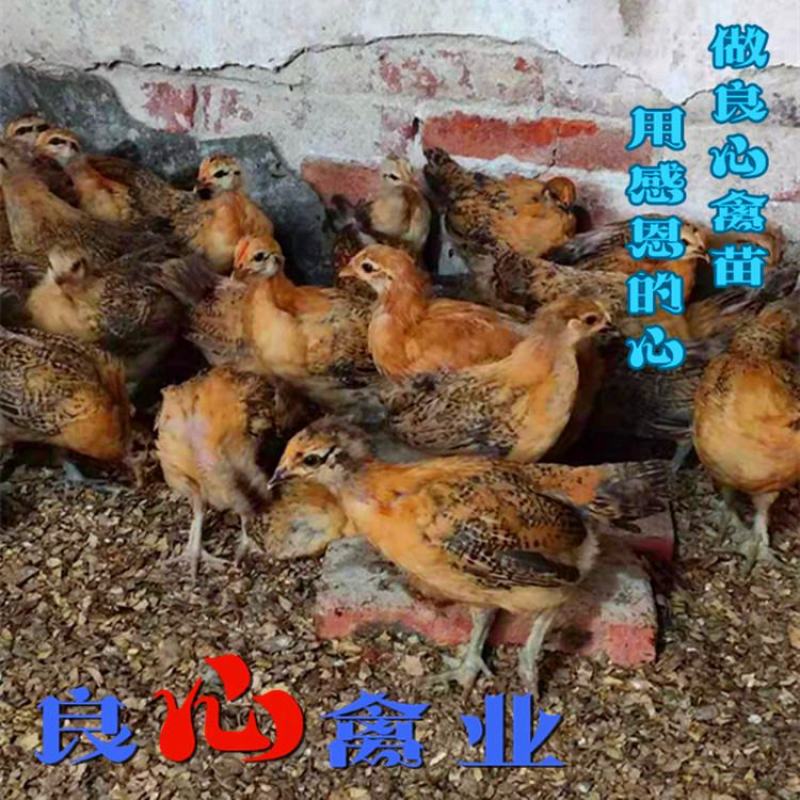 出售优质脱温青脚土鸡苗一个月大鸡苗山地放养土鸡苗