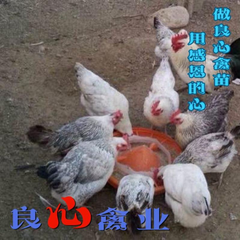 珍禽苗，鹊山鸡苗扁鹊鸡苗，土鸡苗绿壳蛋鸡