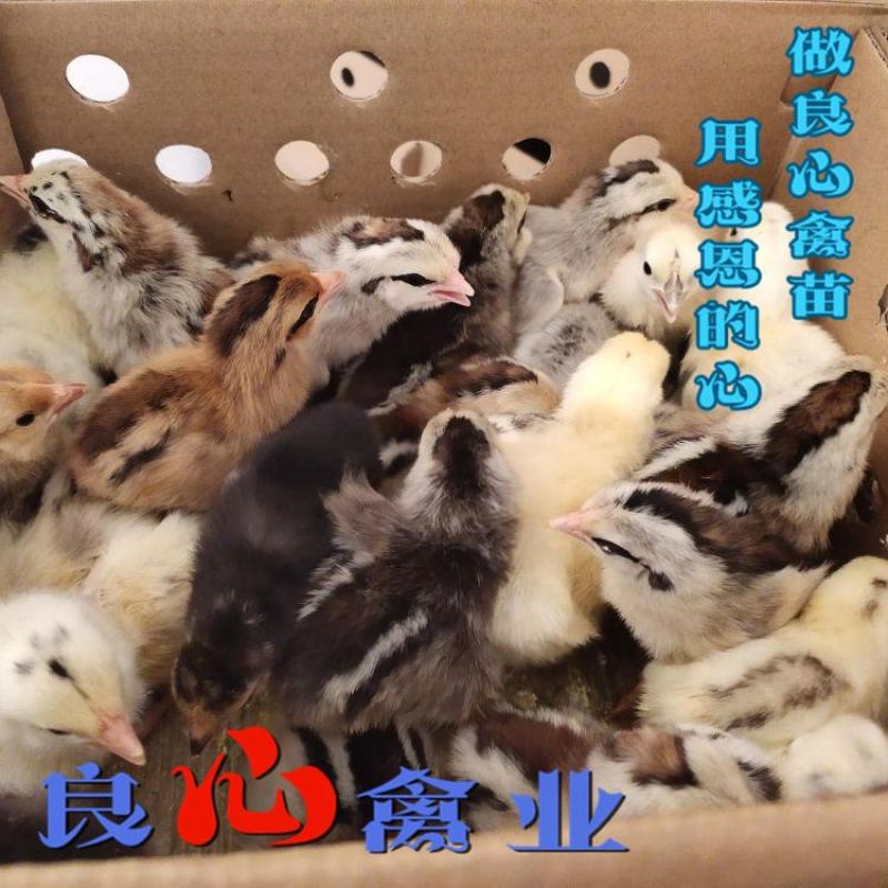 珍禽苗，鹊山鸡苗扁鹊鸡苗，土鸡苗绿壳蛋鸡