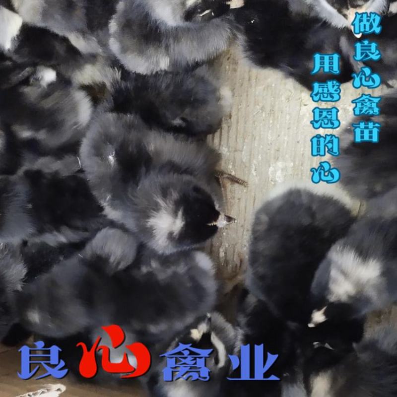 基地直销优质黑芦花鸡苗另有黄土鸡苗乌鸡苗