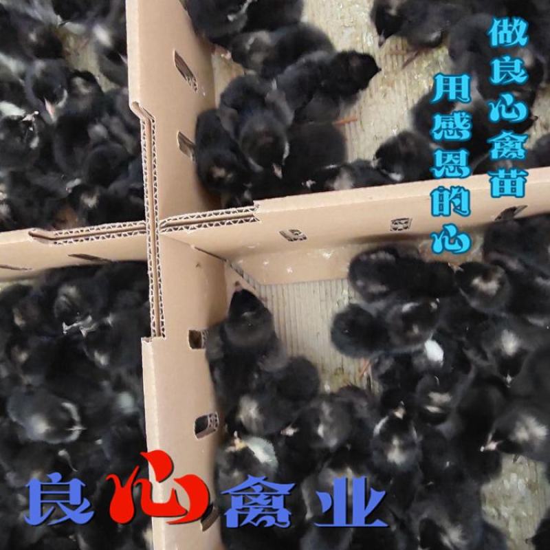 基地直销优质黑芦花鸡苗另有黄土鸡苗乌鸡苗
