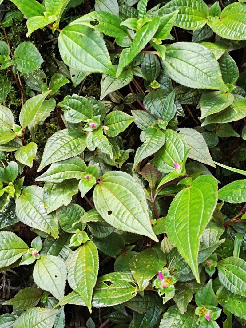 云南保山风柜斗草