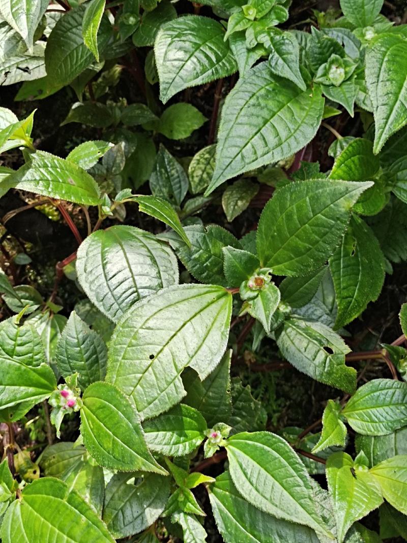 云南保山风柜斗草
