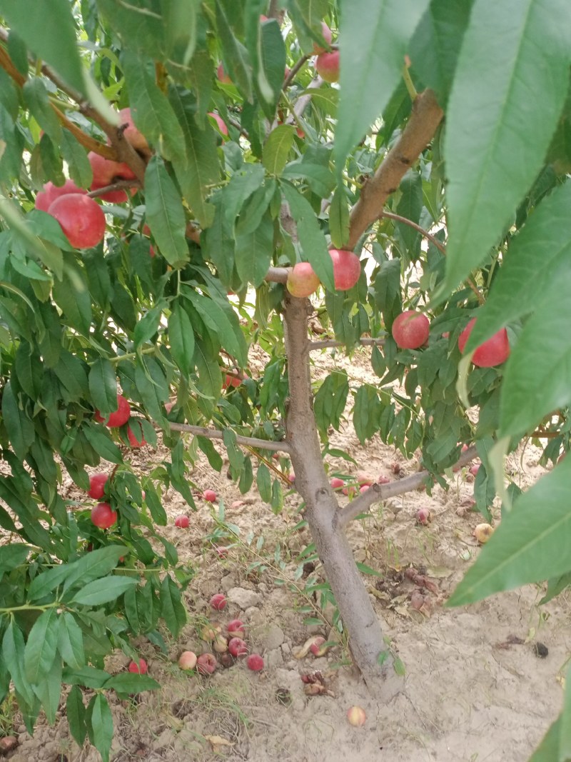 油桃口感爽滑，季节美味，祝你健康每一天