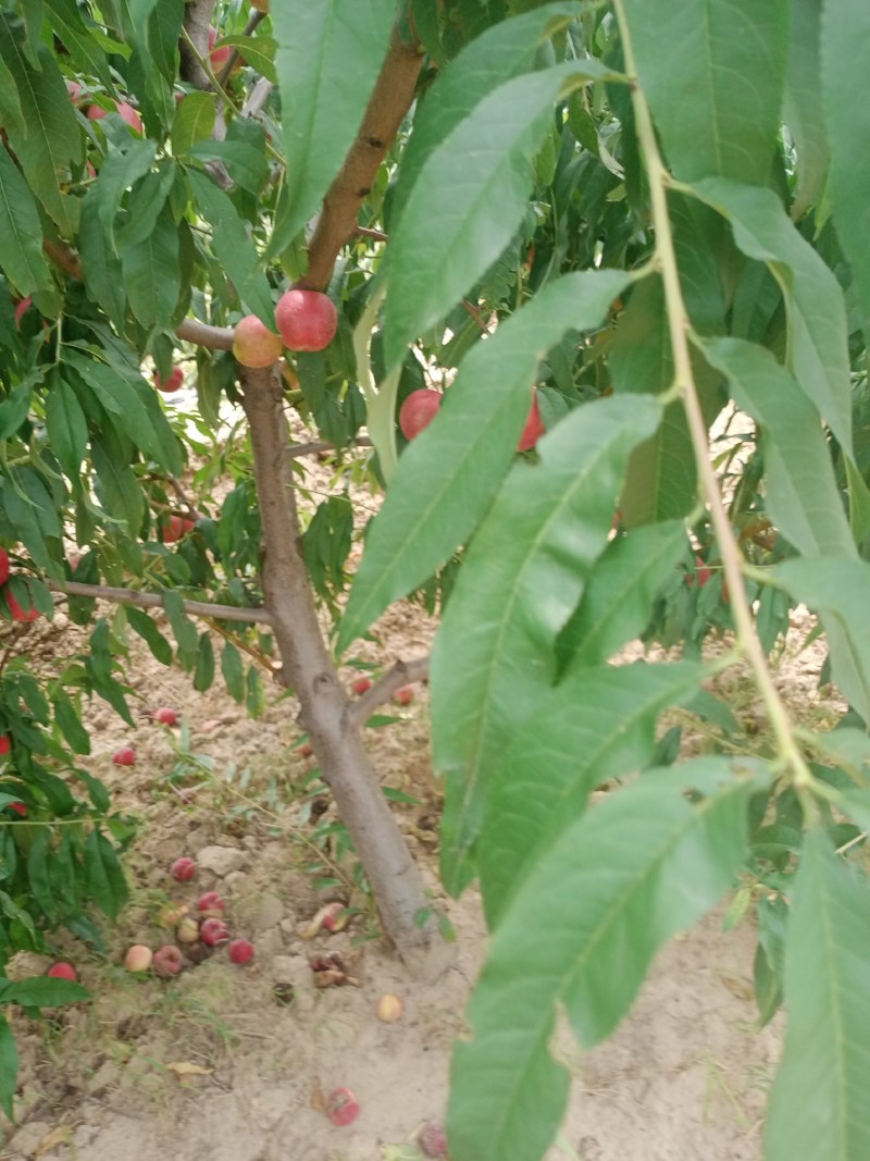 油桃口感爽滑，季节美味，祝你健康每一天