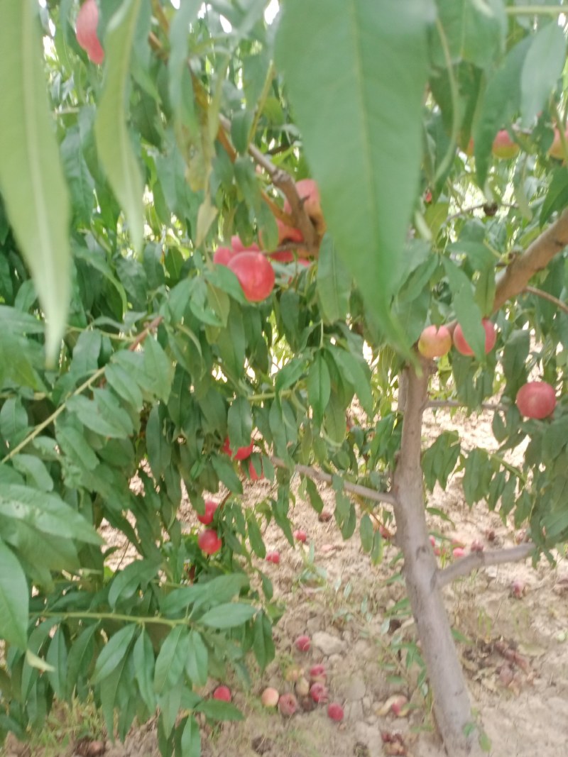 油桃口感爽滑，季节美味，祝你健康每一天