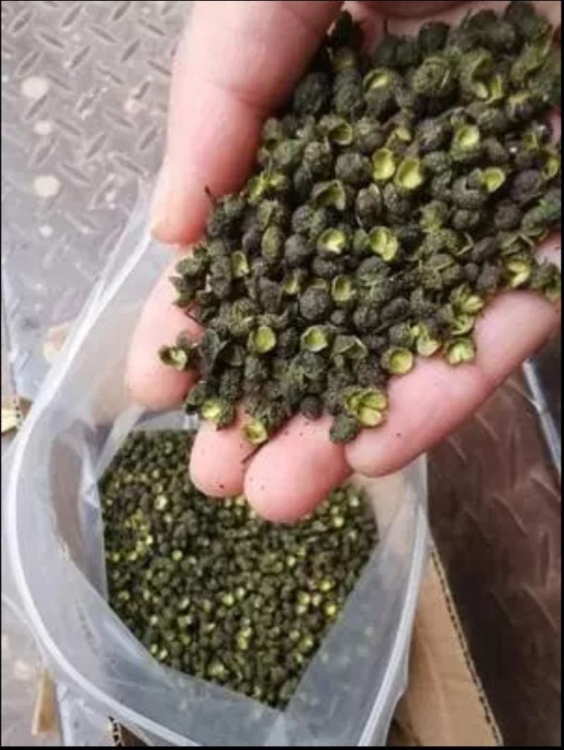 产地直销青花椒花椒麻椒江津青麻椒麻辣小龙虾配料大货供应