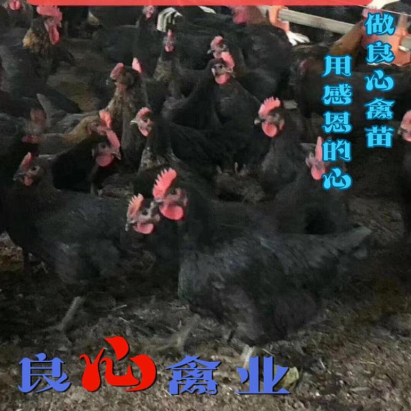 基地直销优质快大黑鸡苗另有快大青脚麻鸡苗