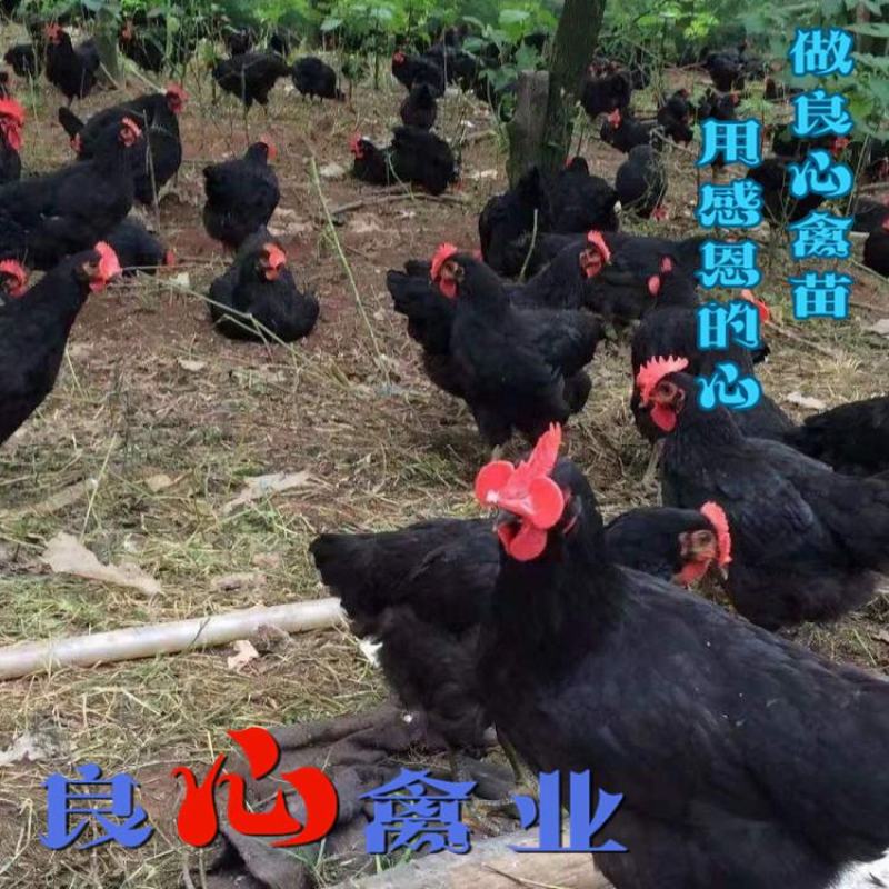 基地直销优质快大黑鸡苗另有快大青脚麻鸡苗