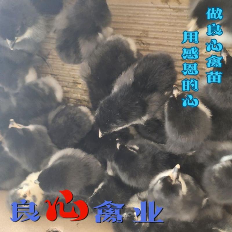 基地直销优质快大黑鸡苗另有快大青脚麻鸡苗