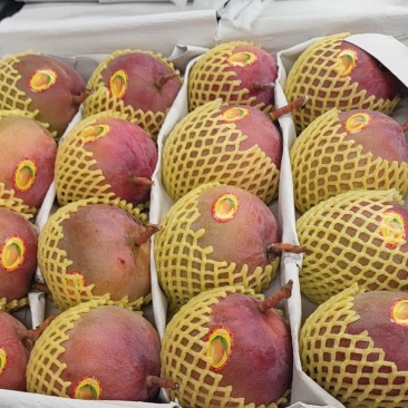 代销代购各种芒果欢迎咨询