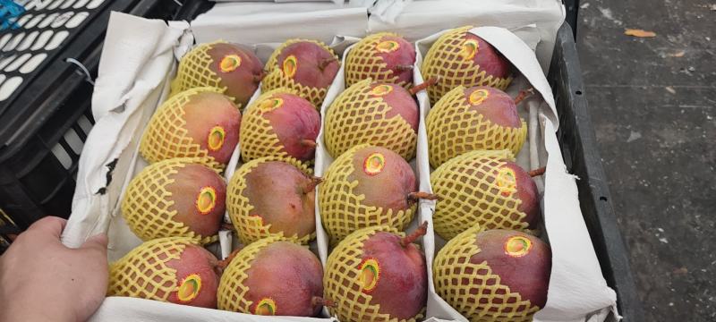 代销代购各种芒果欢迎咨询
