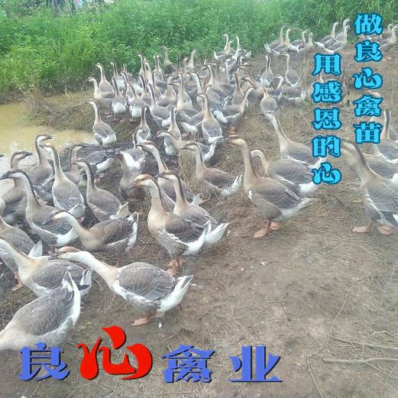 基地直卖优质大种灰鹅苗品种正宗运输包成活
