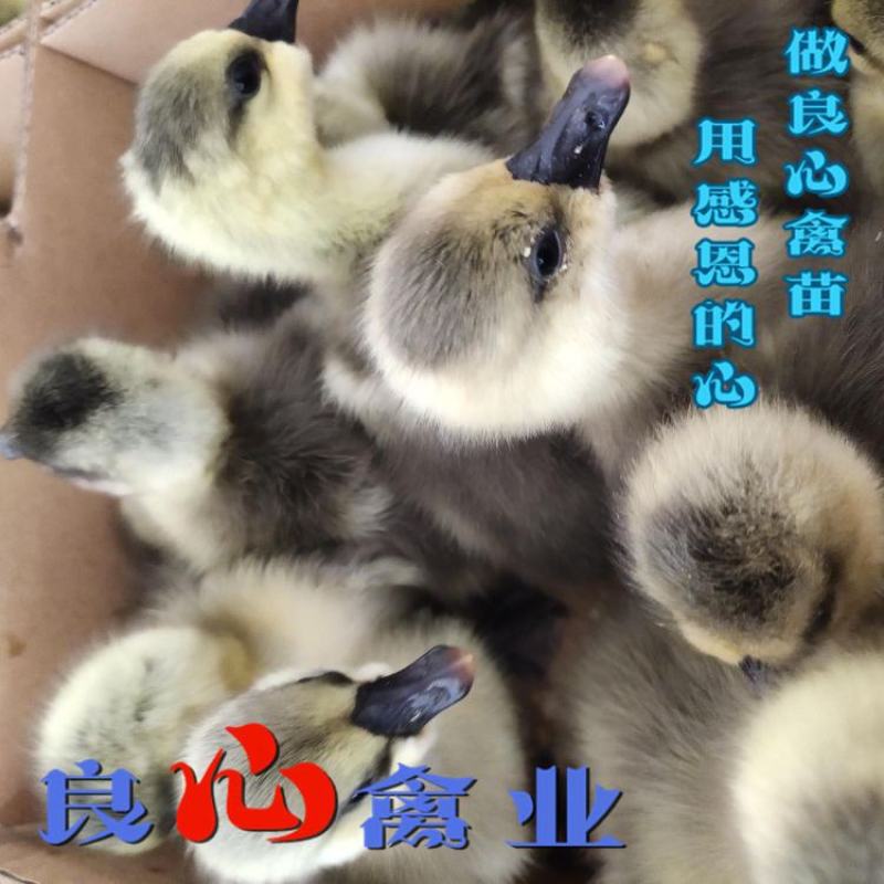 基地直卖优质大种灰鹅苗品种正宗运输包成活