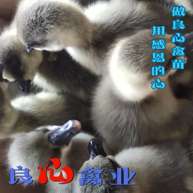 基地直卖优质大种灰鹅苗品种正宗运输包成活