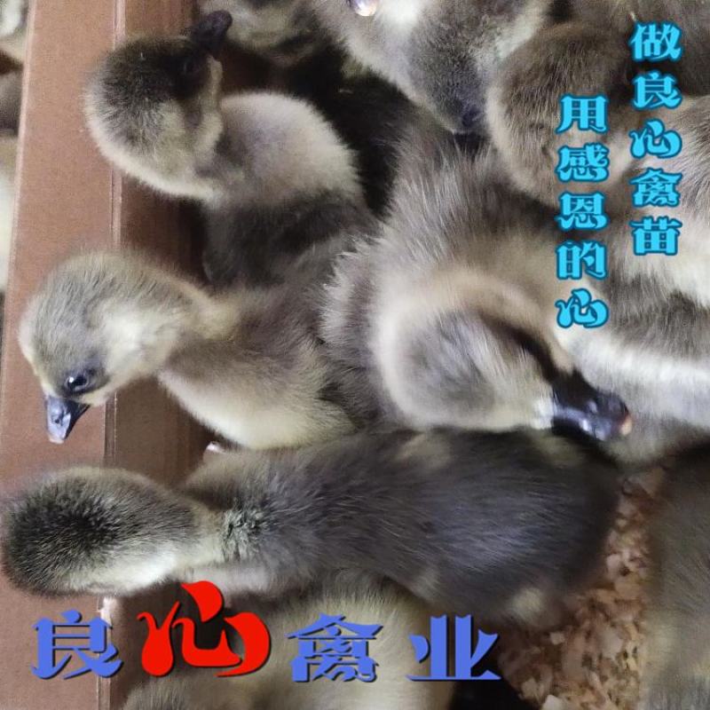 基地直卖优质大种灰鹅苗品种正宗运输包成活