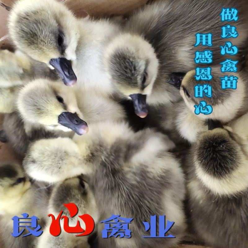 基地直卖优质大种灰鹅苗品种正宗运输包成活