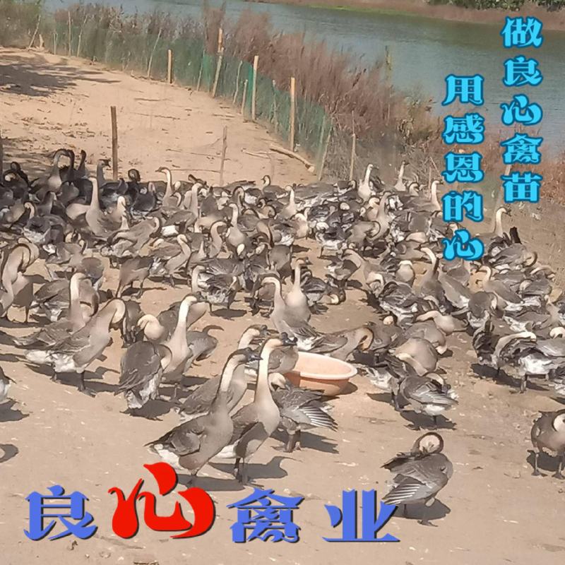 基地直卖优质大种灰鹅苗品种正宗运输包成活