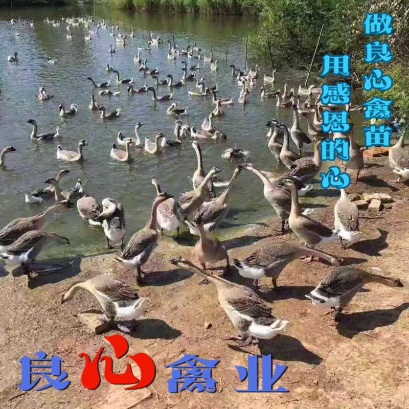 基地直卖优质大种灰鹅苗品种正宗运输包成活