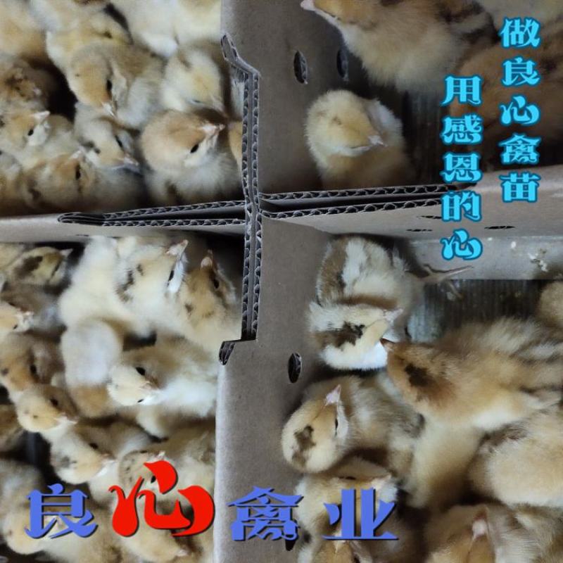 基地直销优质快大黄肉鸡苗适合各地放养运输包损耗包技术指导