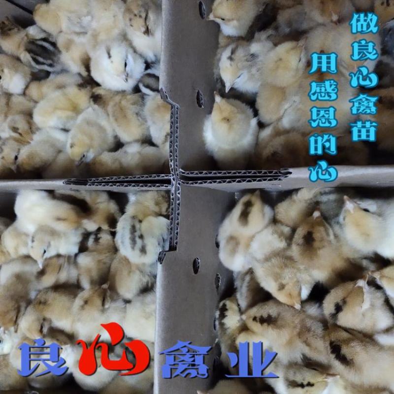 基地直销优质快大黄肉鸡苗适合各地放养运输包损耗包技术指导