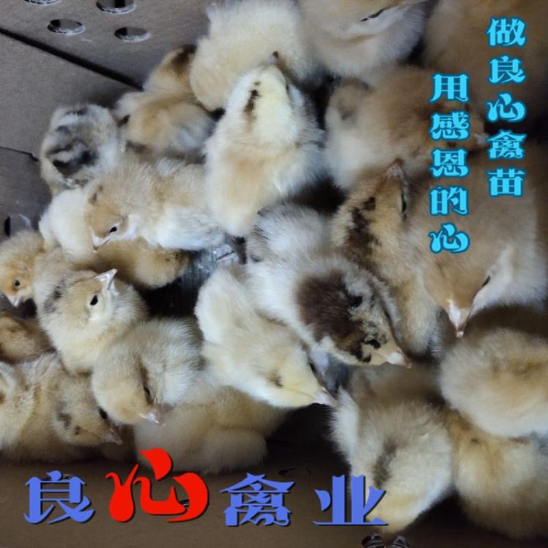 基地直销优质快大黄肉鸡苗适合各地放养运输包损耗包技术指导