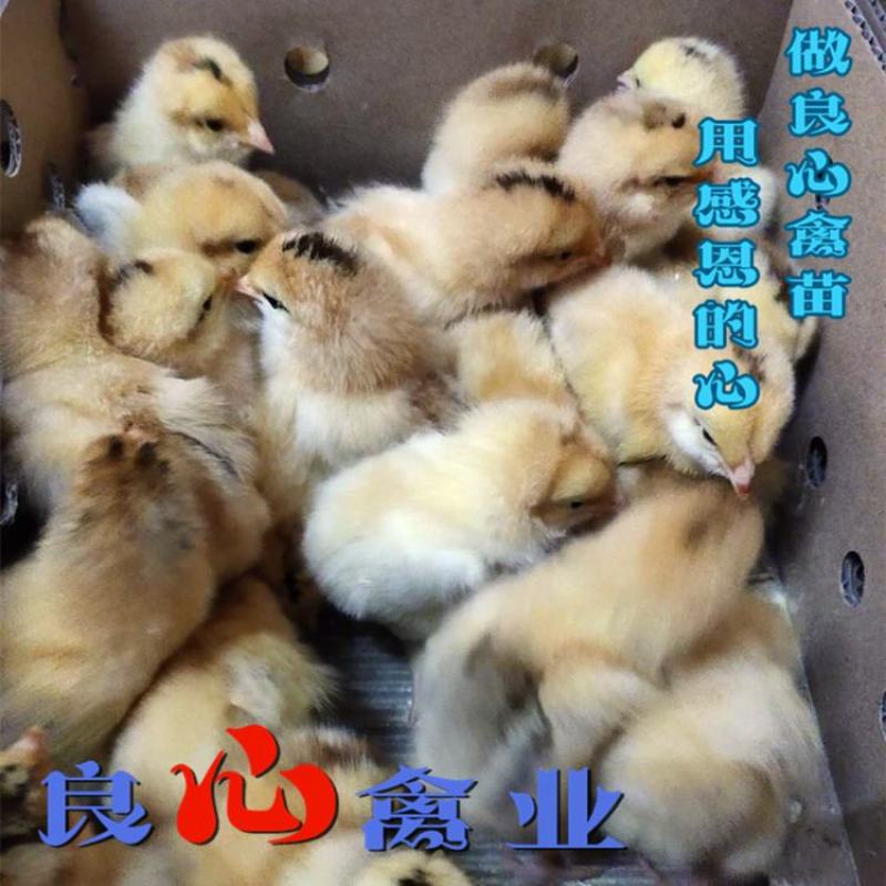 基地直销优质快大黄肉鸡苗适合各地放养运输包损耗包技术指导