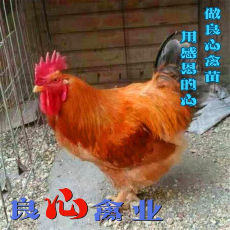 基地直销优质快大黄肉鸡苗适合各地放养运输包损耗包技术指导