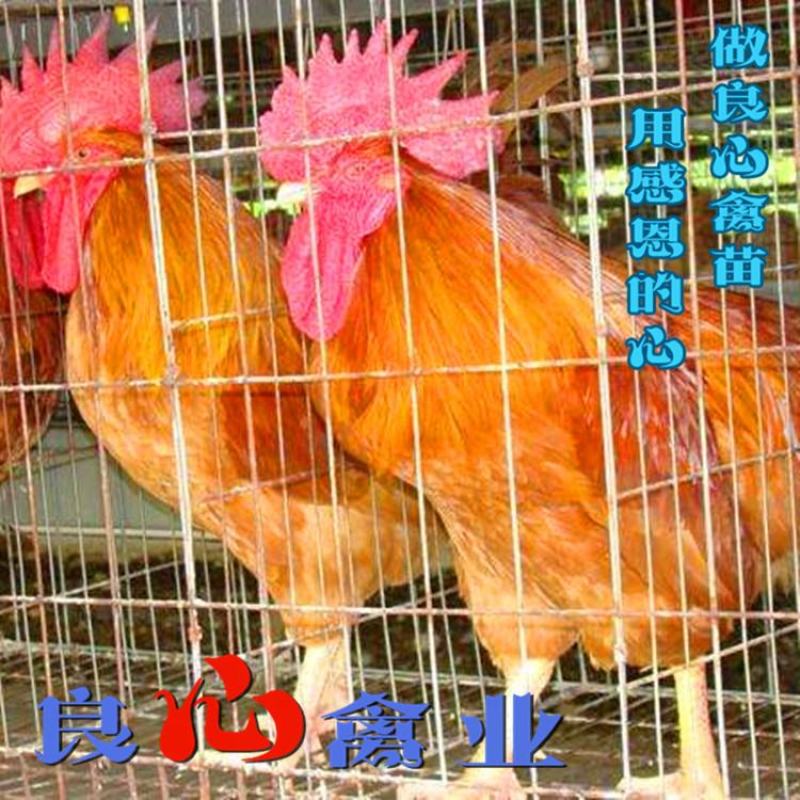 基地直销优质快大黄肉鸡苗适合各地放养运输包损耗包技术指导