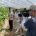 瓠子大量上市中，1000亩基地直供，欢迎新老客户考查，采