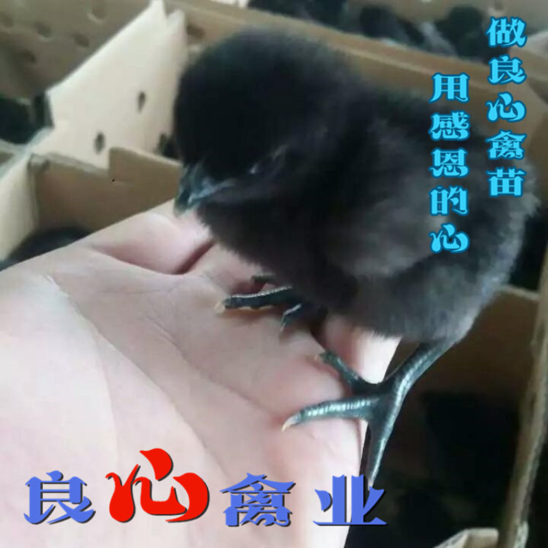基地直销纯种五黑绿壳蛋鸡苗另有高产绿壳蛋鸡苗