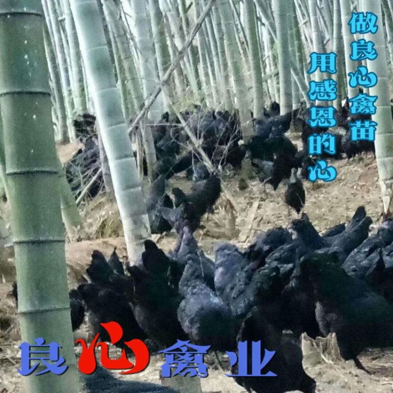 基地直销纯种五黑绿壳蛋鸡苗另有高产绿壳蛋鸡苗