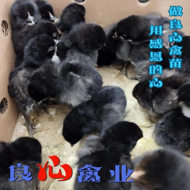 场地直卖优质黑羽高产绿壳蛋鸡苗另有黑乌鸡苗散养土鸡苗