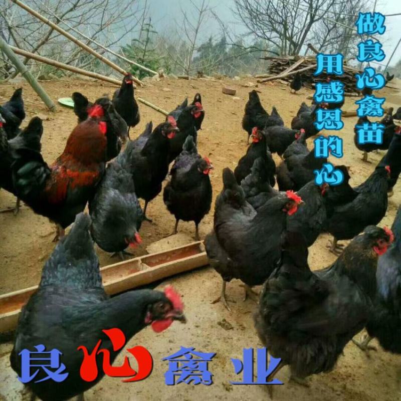 场地直卖优质黑羽高产绿壳蛋鸡苗另有黑乌鸡苗散养土鸡苗
