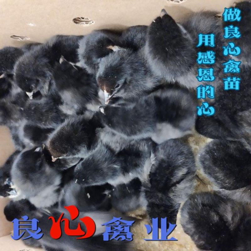 场地直卖优质黑羽高产绿壳蛋鸡苗另有黑乌鸡苗散养土鸡苗