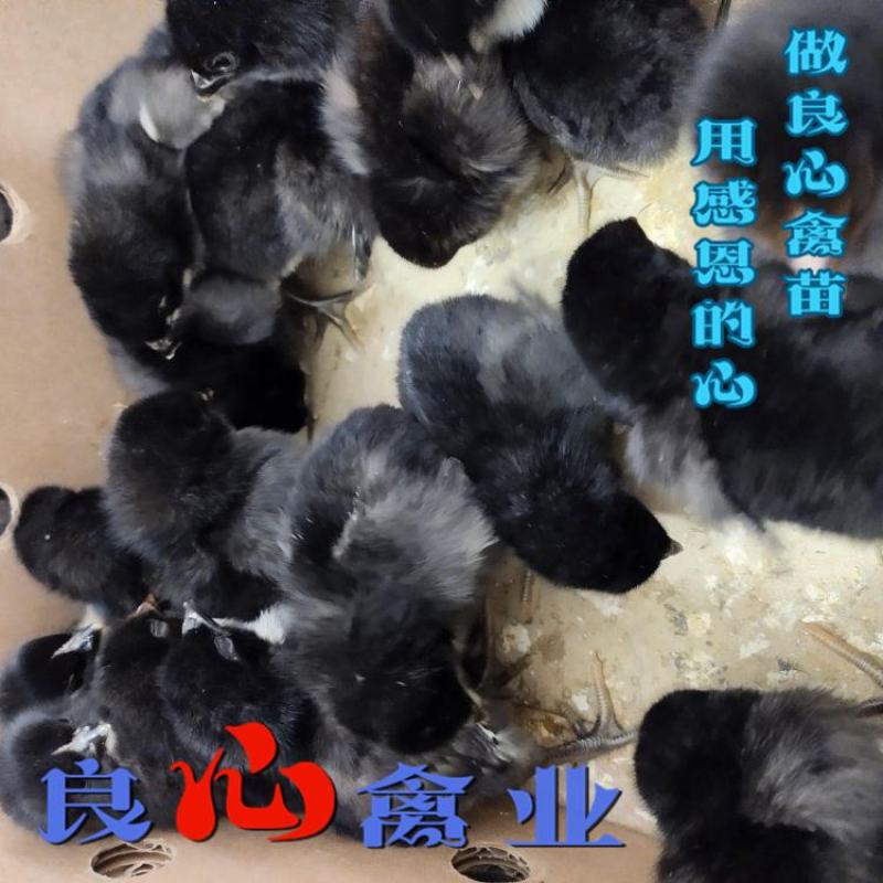 场地直卖优质黑羽高产绿壳蛋鸡苗另有黑乌鸡苗散养土鸡苗