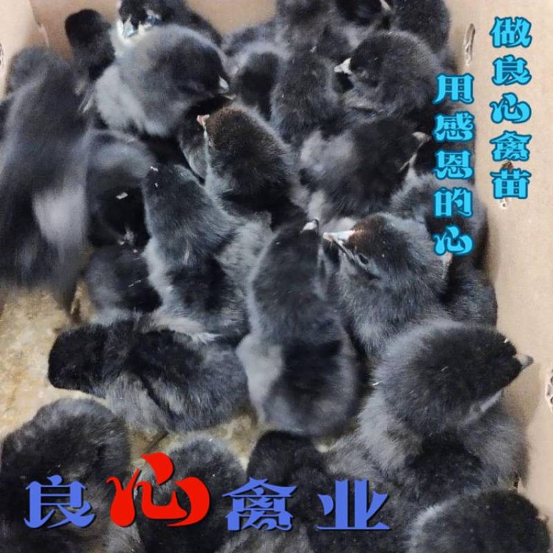 场地直卖优质黑羽高产绿壳蛋鸡苗另有黑乌鸡苗散养土鸡苗
