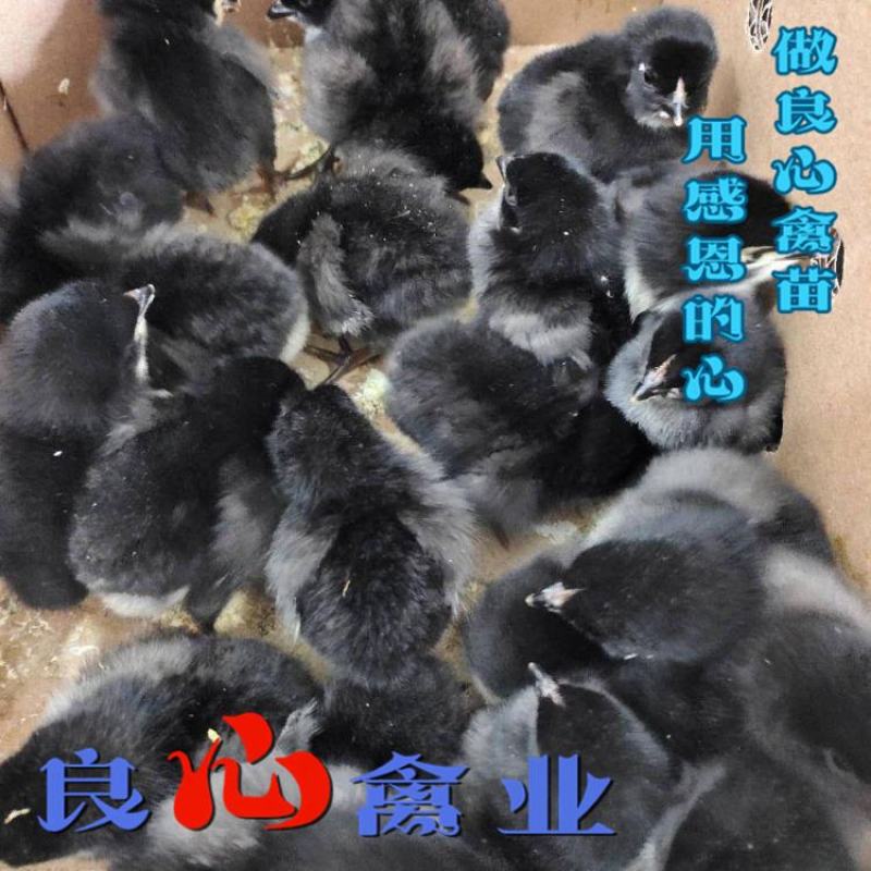 场地直卖优质黑羽高产绿壳蛋鸡苗另有黑乌鸡苗散养土鸡苗