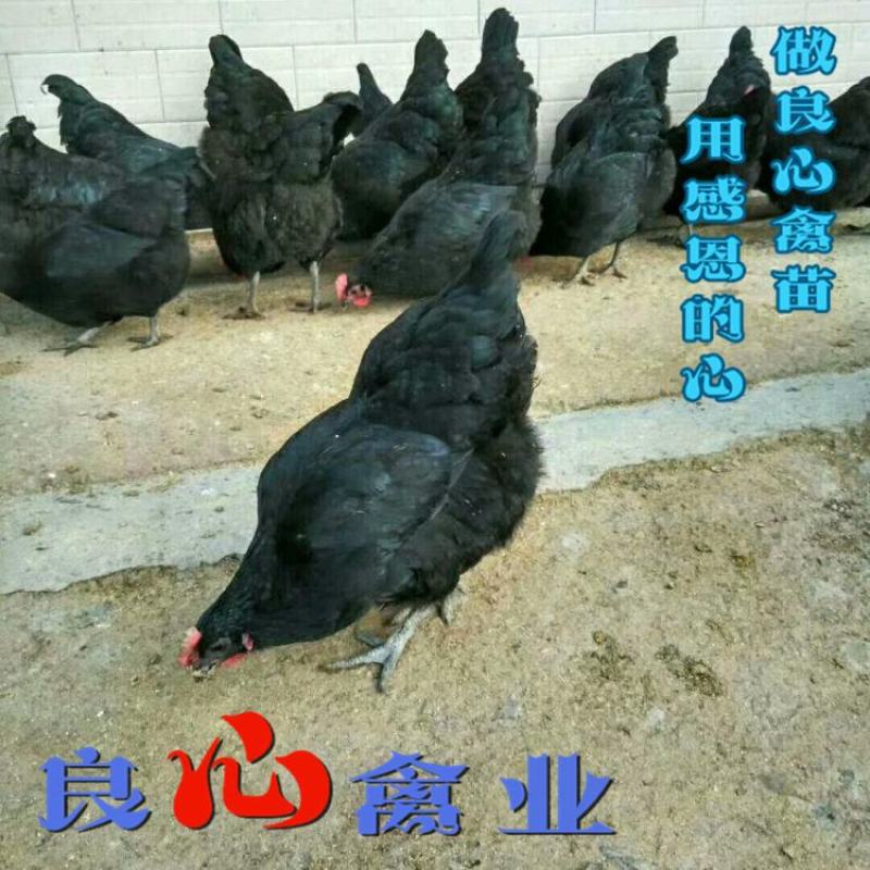 场地直卖优质黑羽高产绿壳蛋鸡苗另有黑乌鸡苗散养土鸡苗