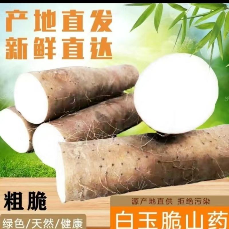 白玉山药