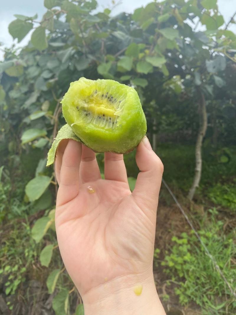 江山徐香猕猴桃绿心产地直供大中小都有