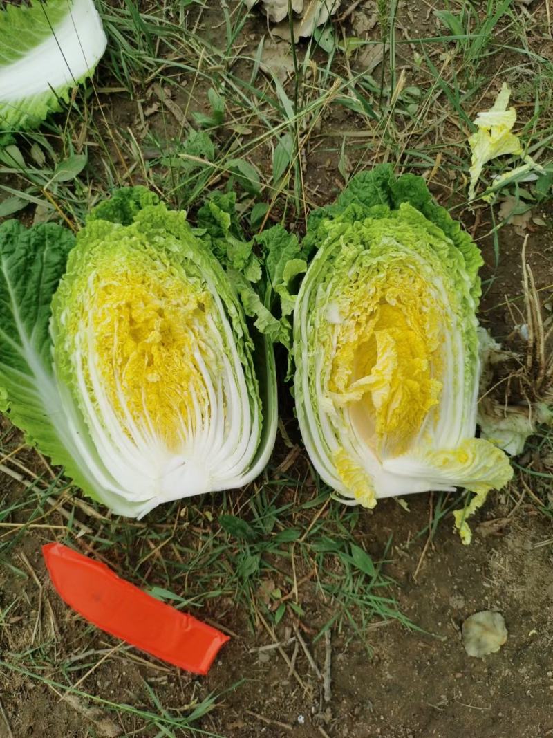 张家口大白菜，黄心白菜一手货源，基地直供，保质保量