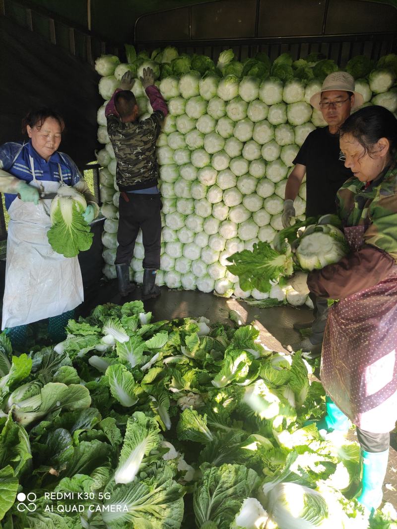 张家口白菜精品黄心白菜，产地直供量大从优发往全国各地！