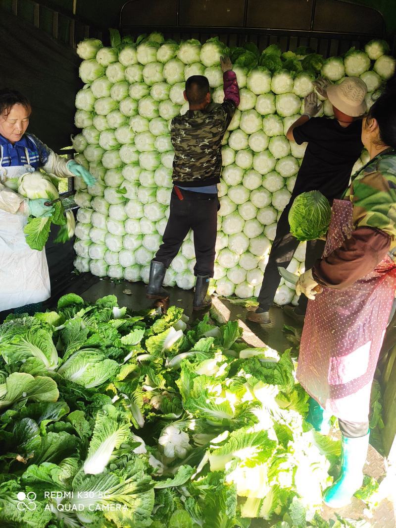 张家口白菜精品黄心白菜，产地直供量大从优发往全国各地！