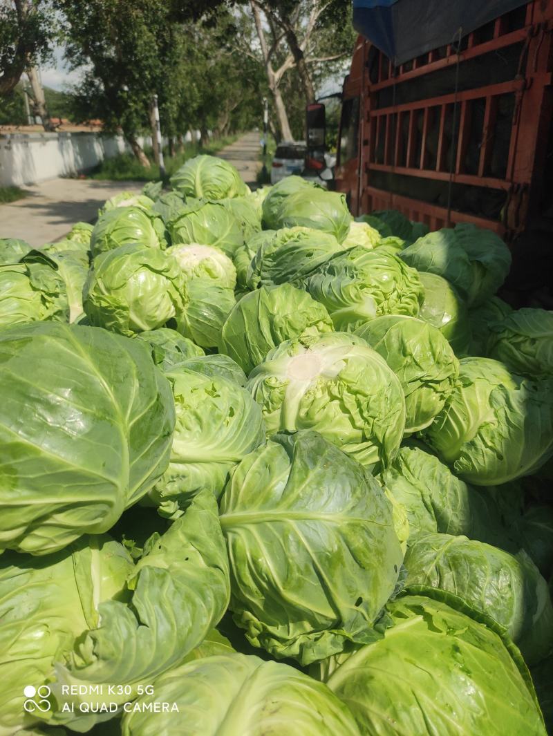 河北张家口甘蓝精品圆包菜基地直供，一手货源保质保量