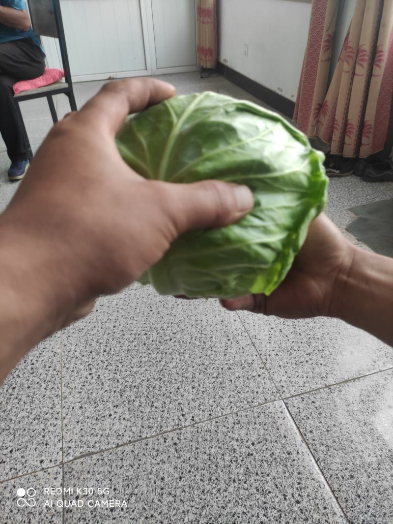 河北张家口甘蓝精品圆包菜基地直供，一手货源保质保量