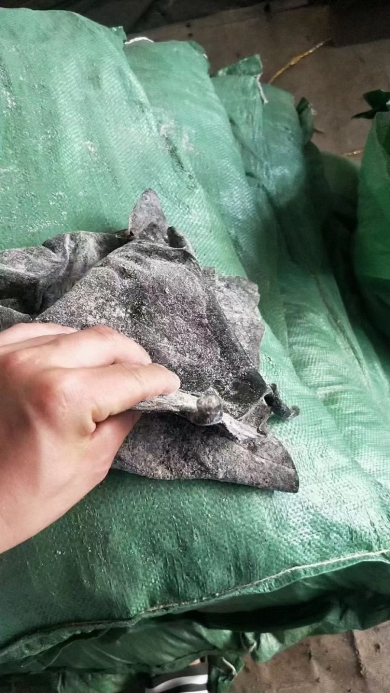海带头全干半干盐啧海带头海带皮大量到货一手货源