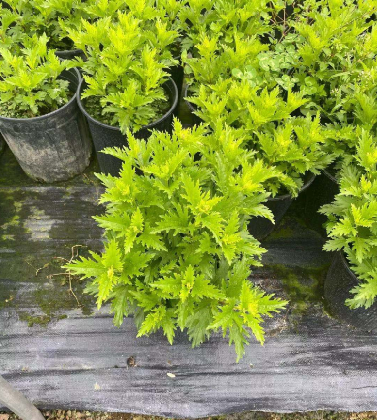 蓝雾花杯苗，蓝雾花2加仑杯，蓝雾花成都基地实拍。