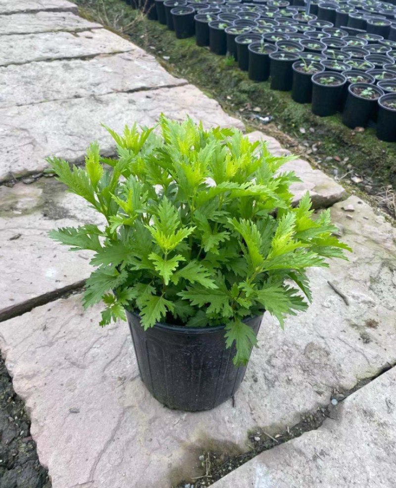蓝雾花杯苗，蓝雾花2加仑杯，蓝雾花成都基地实拍。