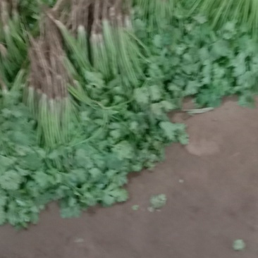 间苗香菜